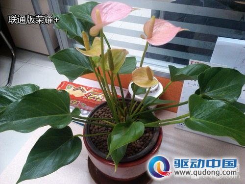 决战千元智能 华为荣耀+系列对比评测