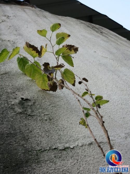 口袋天使小怪兽 佳能S110深度评测