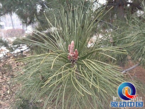 1300万像素四核 华为Ascend D2拍照评测