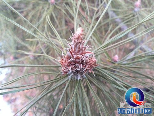 1300万像素四核 华为Ascend D2拍照评测