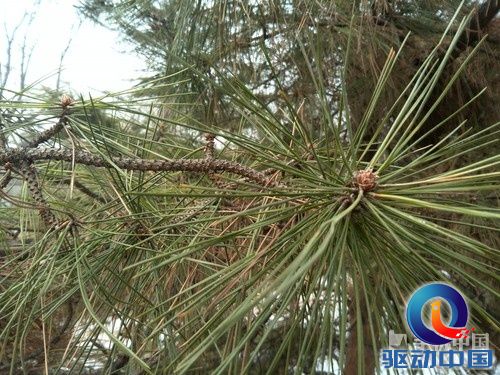 1300万像素四核 华为Ascend D2拍照评测