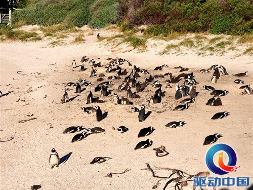 南非世界杯之旅 游览开普敦海景风光 汽车之家