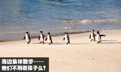 南非世界杯之旅 游览开普敦海景风光 汽车之家