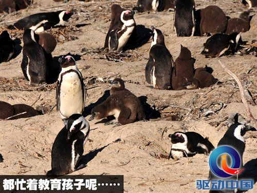 南非世界杯之旅 游览开普敦海景风光 汽车之家