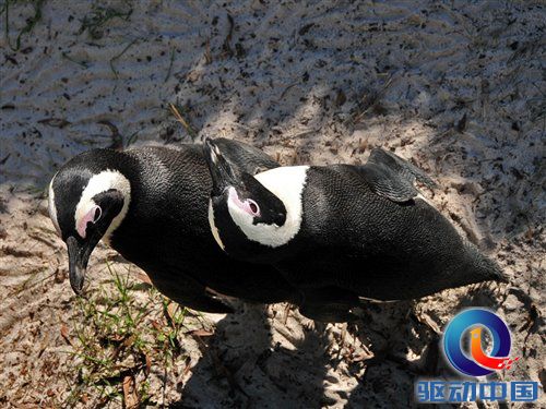 南非世界杯之旅 游览开普敦海景风光 汽车之家