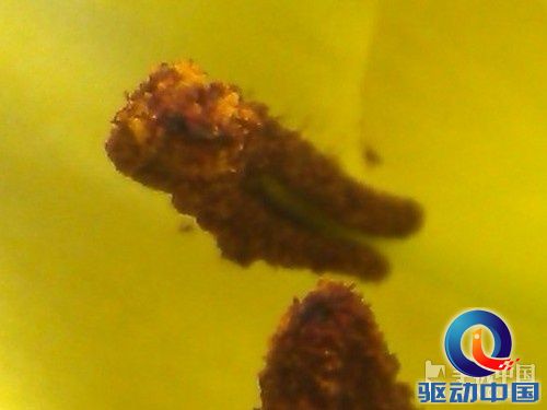 双CPU双网双通商务手机 联想S870e评测