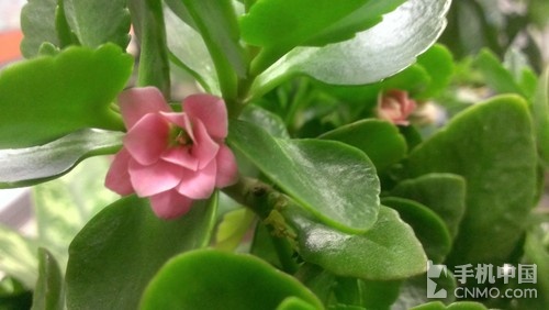HTC年度旗舰强机 BUTTERFLY深度评测