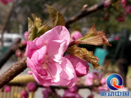 四核5.3英寸超敏感屏 大可乐2首发评测