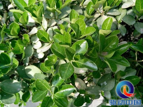 四核5.3英寸超敏感屏 大可乐2首发评测