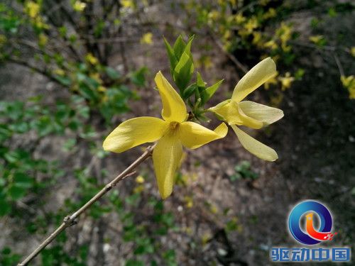 四核5.3英寸超敏感屏 大可乐2首发评测