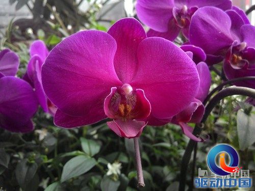 2GHz英特尔双核巨屏 联想K900深度评测 