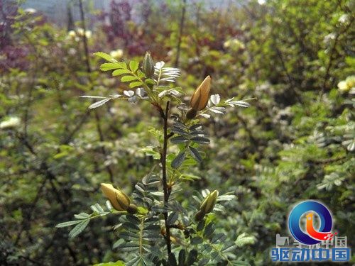 2GHz英特尔双核巨屏 联想K900深度评测 
