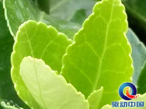 四核1080p屏Hi-Fi旗舰 vivo Xplay评测 