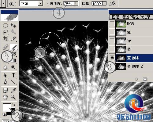 PS教程：PS图层通道抠出精细白孔雀羽毛