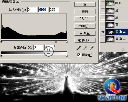 PS教程：PS图层通道抠出精细白孔雀羽毛