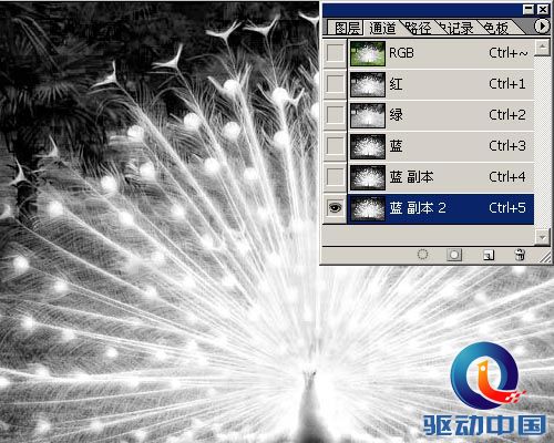 PS教程：PS图层通道抠出精细白孔雀羽毛