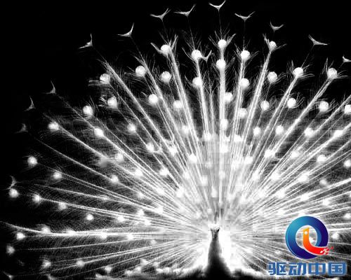 PS教程:PS图层通道抠出精细白孔雀羽毛 PS教程:PS图层通道抠出精细白孔雀羽毛