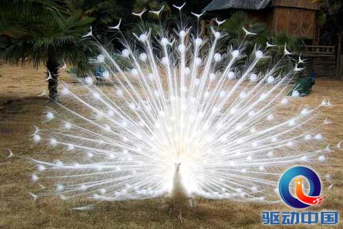 PS教程：PS图层通道抠出精细白孔雀羽毛