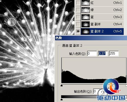 PS教程：PS图层通道抠出精细白孔雀羽毛
