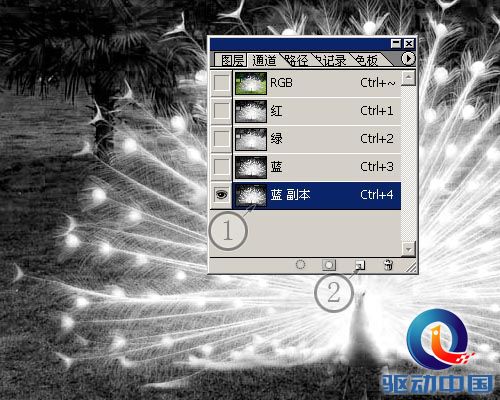 PS教程：PS图层通道抠出精细白孔雀羽毛