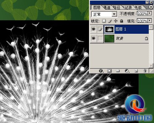 PS教程:PS图层通道抠出精细白孔雀羽毛 PS教程:PS图层通道抠出精细白孔雀羽毛