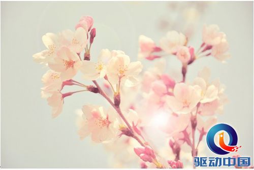 Photoshop调出清新唯美朦胧的花朵照片效果 Photoshop调出清新唯美朦胧的花朵照片效果