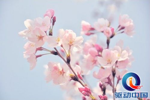 Photoshop调出清新唯美朦胧的花朵照片效果 Photoshop调出清新唯美朦胧的花朵照片效果