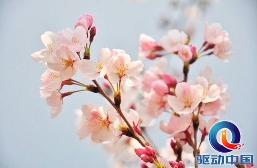 Photoshop调出清新唯美朦胧的花朵照片效果 Photoshop调出清新唯美朦胧的花朵照片效果