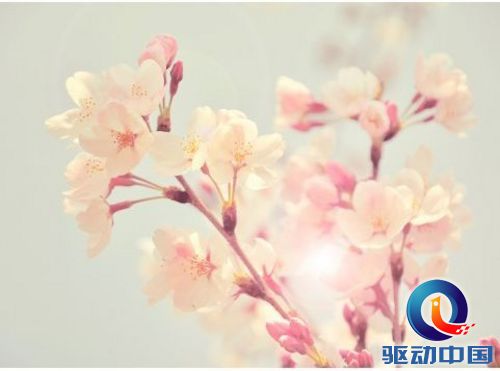 Photoshop调出清新唯美朦胧的花朵照片效果 Photoshop调出清新唯美朦胧的花朵照片效果