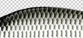 PS一条鲜活鲫鱼教程 PS一条鲜活鲫鱼教程