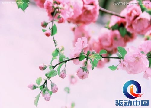 Photoshop调出花朵静物照片唯美粉色调,PS教程,思缘教程网