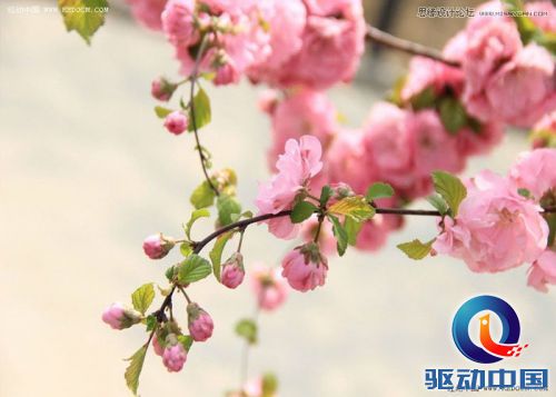 Photoshop调出花朵静物照片唯美粉色调,PS教程,思缘教程网