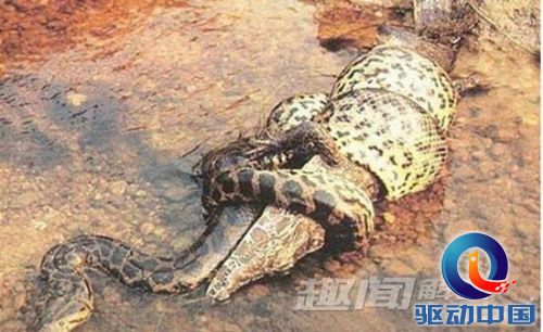 辽宁竟挖出140岁蛇精(组图)(3)  正文   泰坦巨蟒化石产于哥伦比亚ce