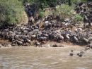 肯尼亚百万角马渡河迁徙场面壮观