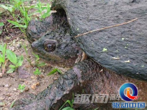 1965年黄河惊现巨型神龟