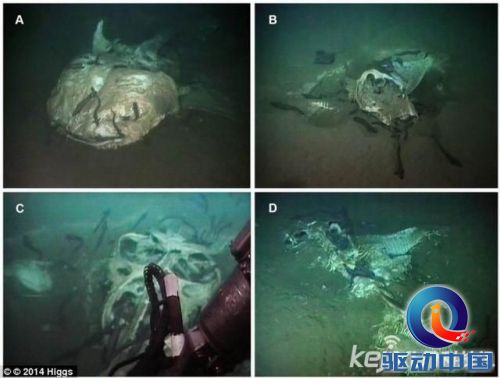 研究发现 科学家最新发现神秘水怪的 水下墓地