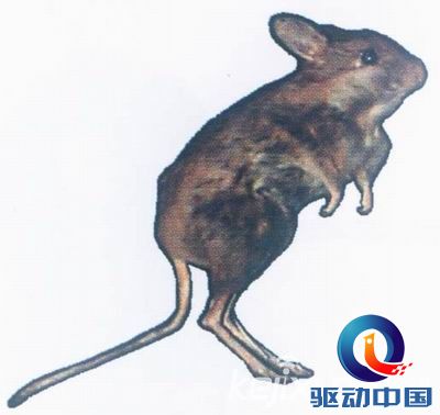 打印_地球十大珍贵灭绝生物