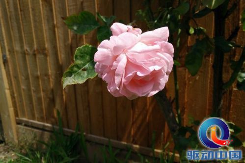 OnePlus One test photo