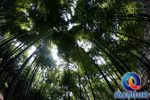 说明: D:\My Documents\桌面\【一加竹制】素材参考\竹制限量版图片素材\文章用\3.jpg