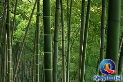 说明: D:\My Documents\桌面\【一加竹制】素材参考\竹制限量版图片素材\文章用\1.jpg