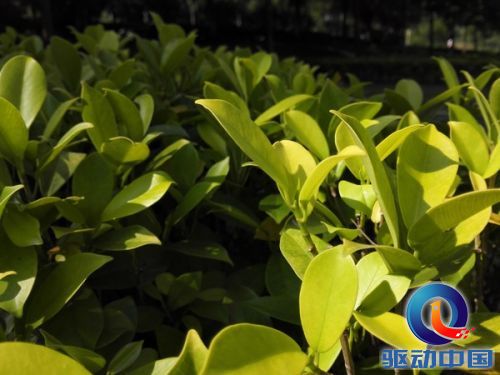 华为Mate7 华为Mate7