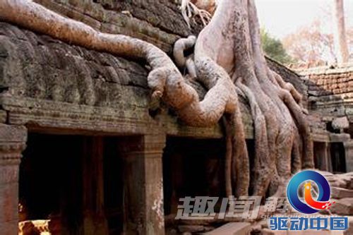 地利惊现亿年前 鱿鱼与章鱼的祖先(3)_科学探索