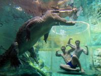 澳公园推出死亡之笼：水底与5米巨鳄面对面