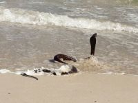 当漫步在海岸：南非沙滩现2米长致命眼镜蛇