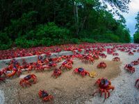 澳洲圣诞岛红蟹大迁徙：红色海洋淹没公路