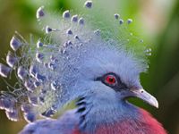 盘点拥有时髦绚丽发型的15种鸟类