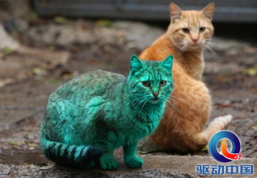 QQ截图20141211153940