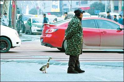 说明: “小鸭跟班”紧跟七旬老人 一摇一摆过马路.jpg