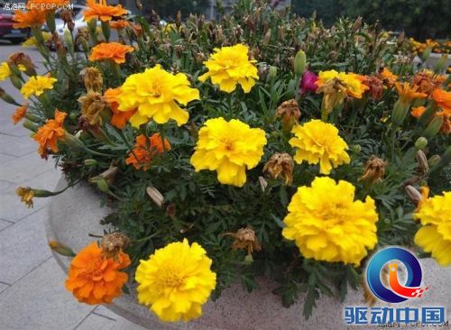 中国移动A1更亮眼 699元三款手机对比