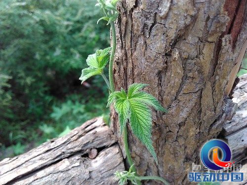 F2.0大光圈摄像头_中国移动A1第4张图